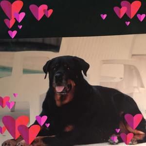 Meet your Posher, Ray